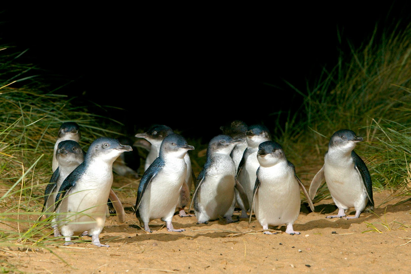 Penguin Parade + Moonlit Sanctuary Wildlife Park: Day Trip from Melbourne