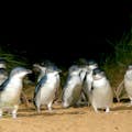 Os pinguins estão caminhando na Summerlands Beach.