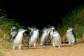 Пингвины гуляют по пляжу Саммерлендс.