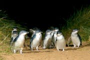 Los pingüinos pasean por la playa de Summerlands.