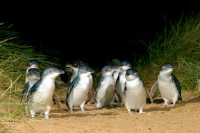 Пингвины гуляют по пляжу Саммерлендс.