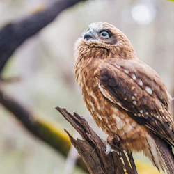 Capes Raptor Centre: Bird of Prey Encounter & Forest Walk