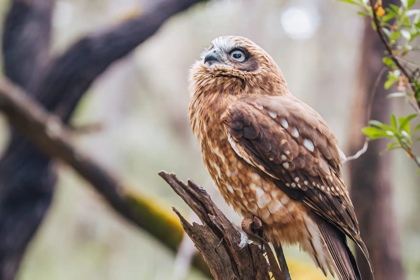Capes Raptor Centre: Bird of Prey Flight Display + Trail Walk