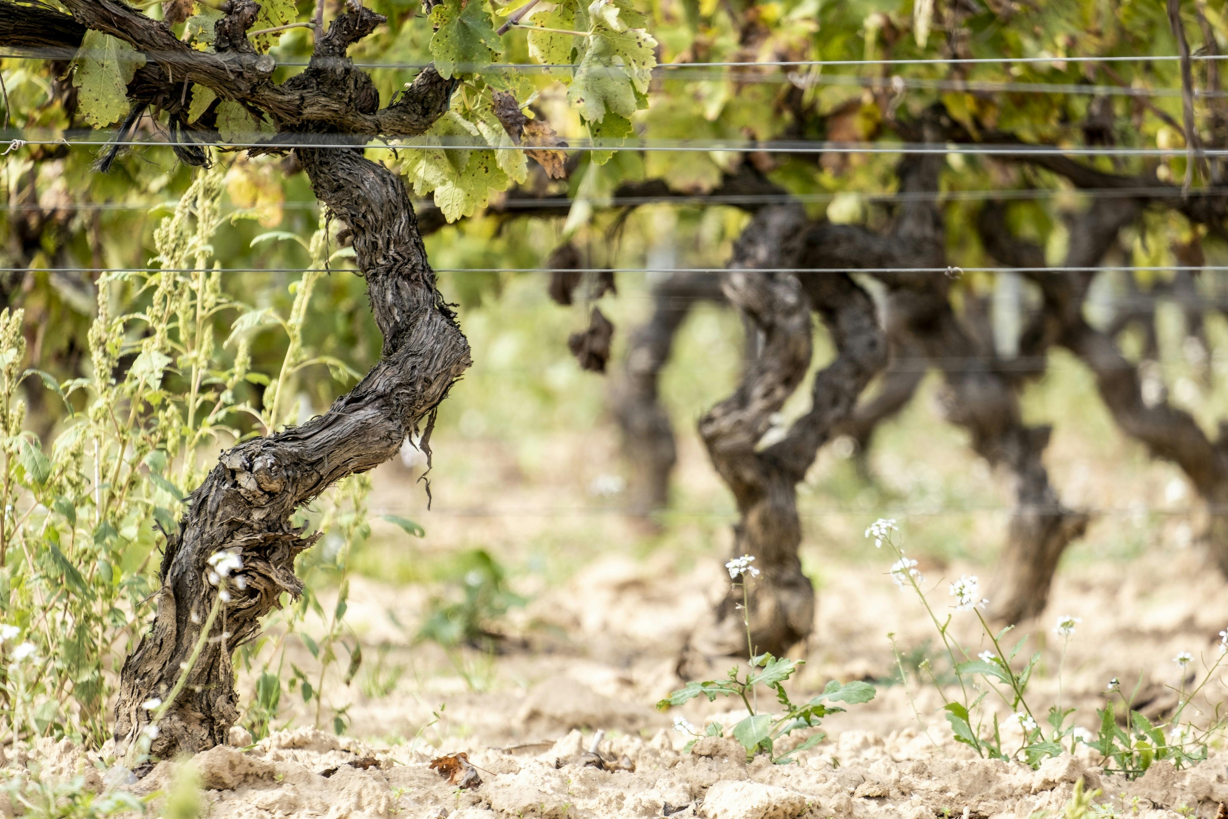 Mała grupowa wycieczka z 7 degustacjami i lunchem