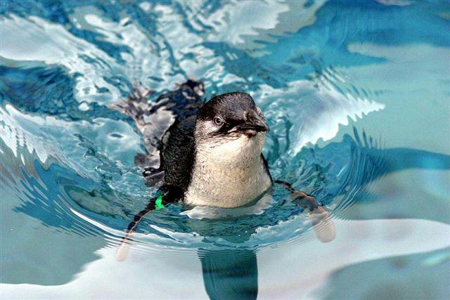 A small penguin swimming in clear blue water, with a green band visible on one of its wings.