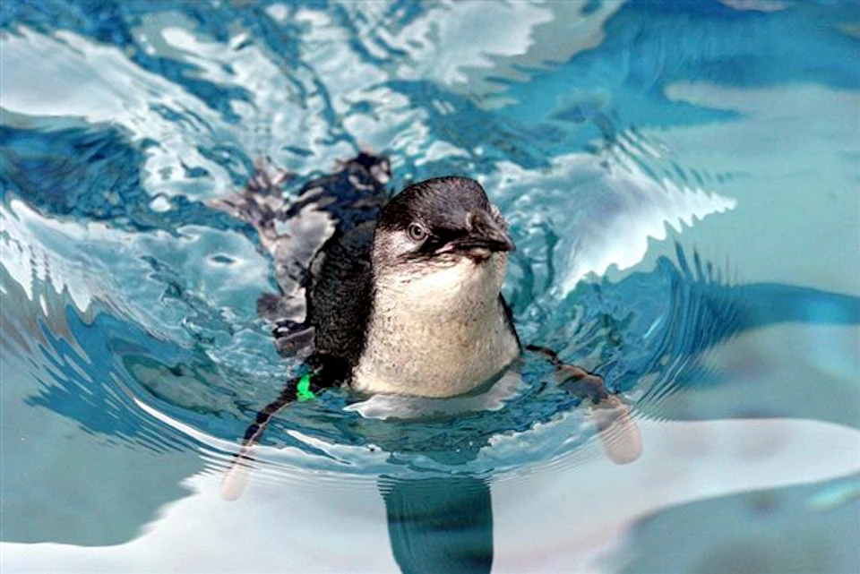 West Coast Wildlife Centre: VIP Backstage Pass + Kiwi & Tuatara Tours