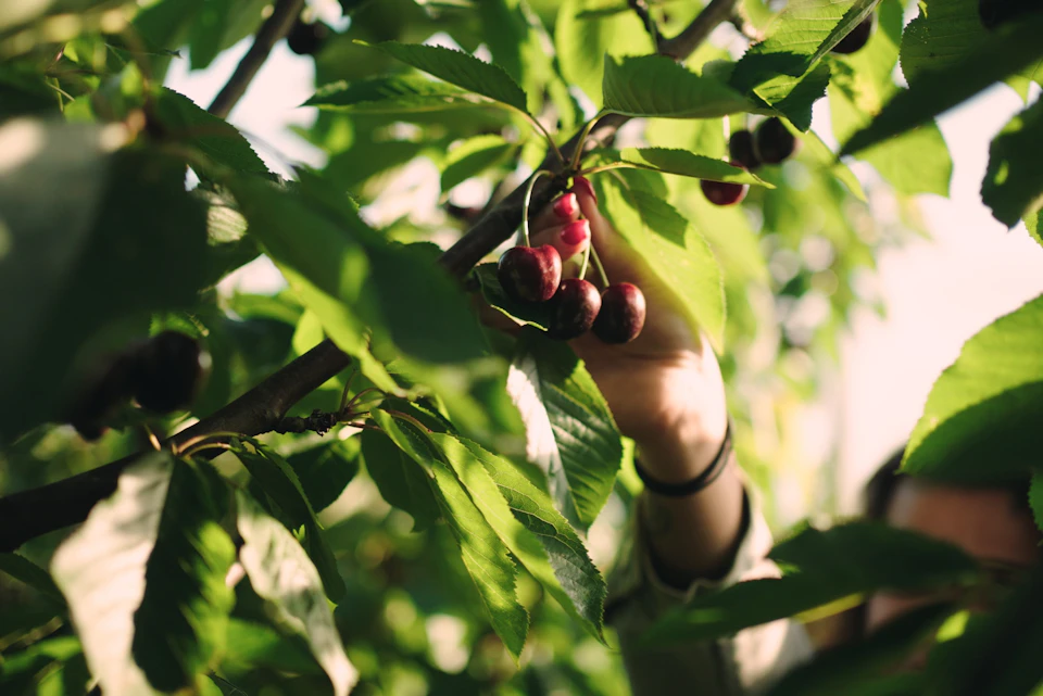 A person reaches for ripe cherries on a tree, surrounded by green leaves in natural sunlight.