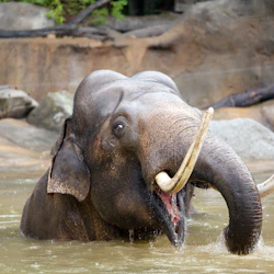 En elefant med stora betar som badar i en damm, omgiven av stenig terräng.
