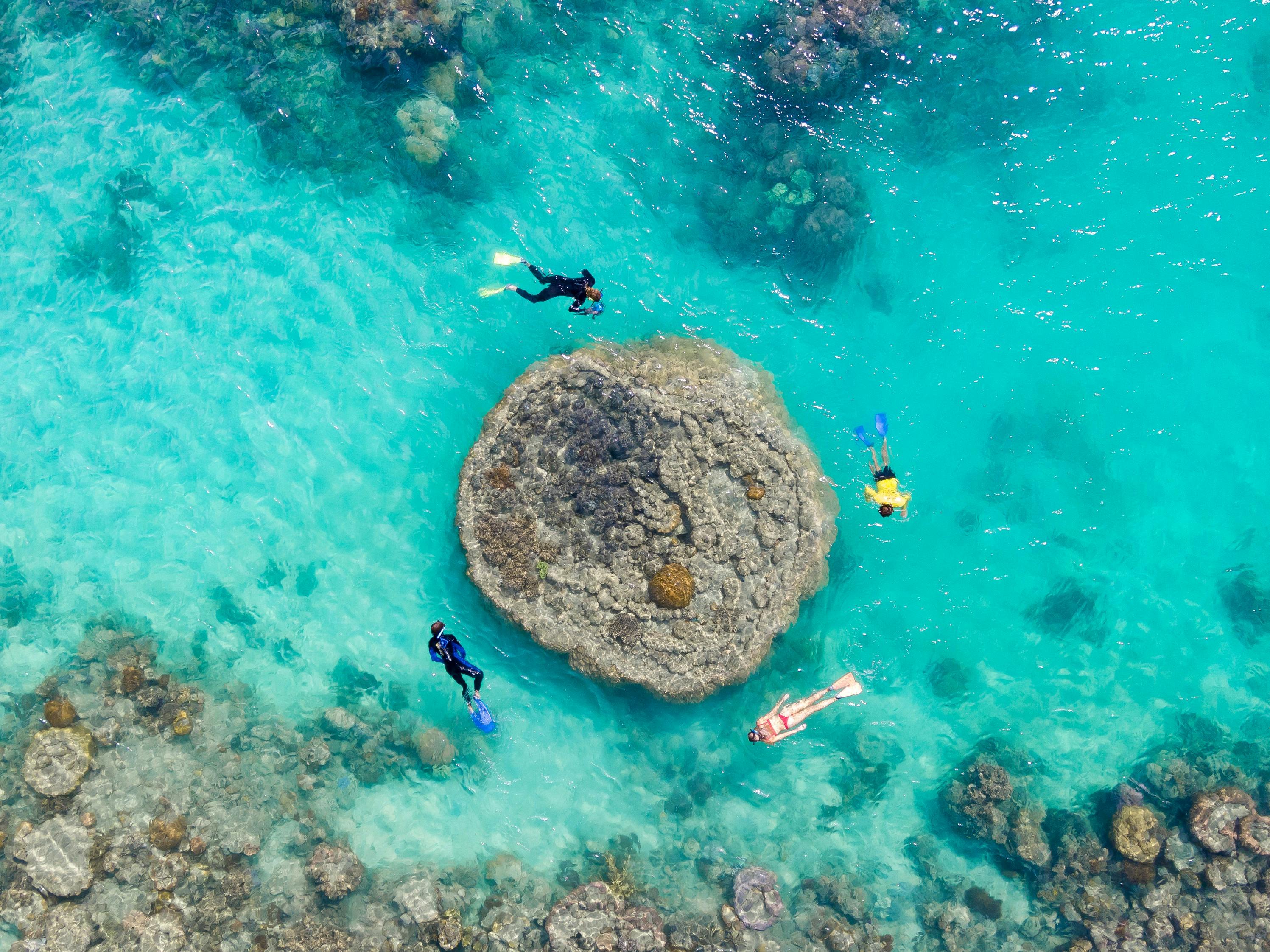 Four snorkelers swimming around a large coral formation in clear turquoise water, viewed from above.