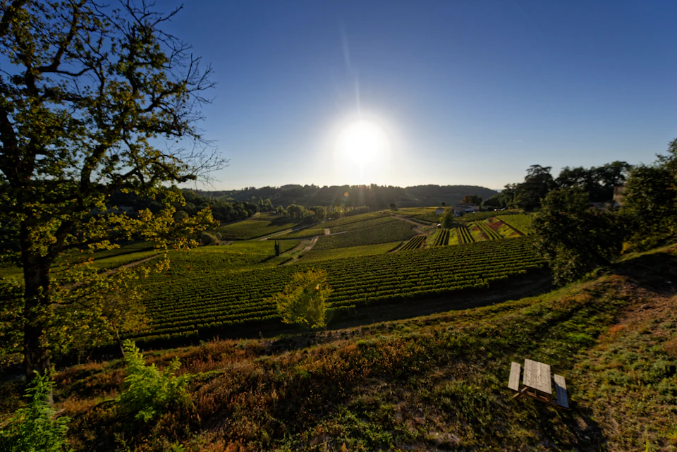 Sun setting over a vineyard with rows of grapevines, surrounded by rolling hills and scattered trees. A bench in the foreground.