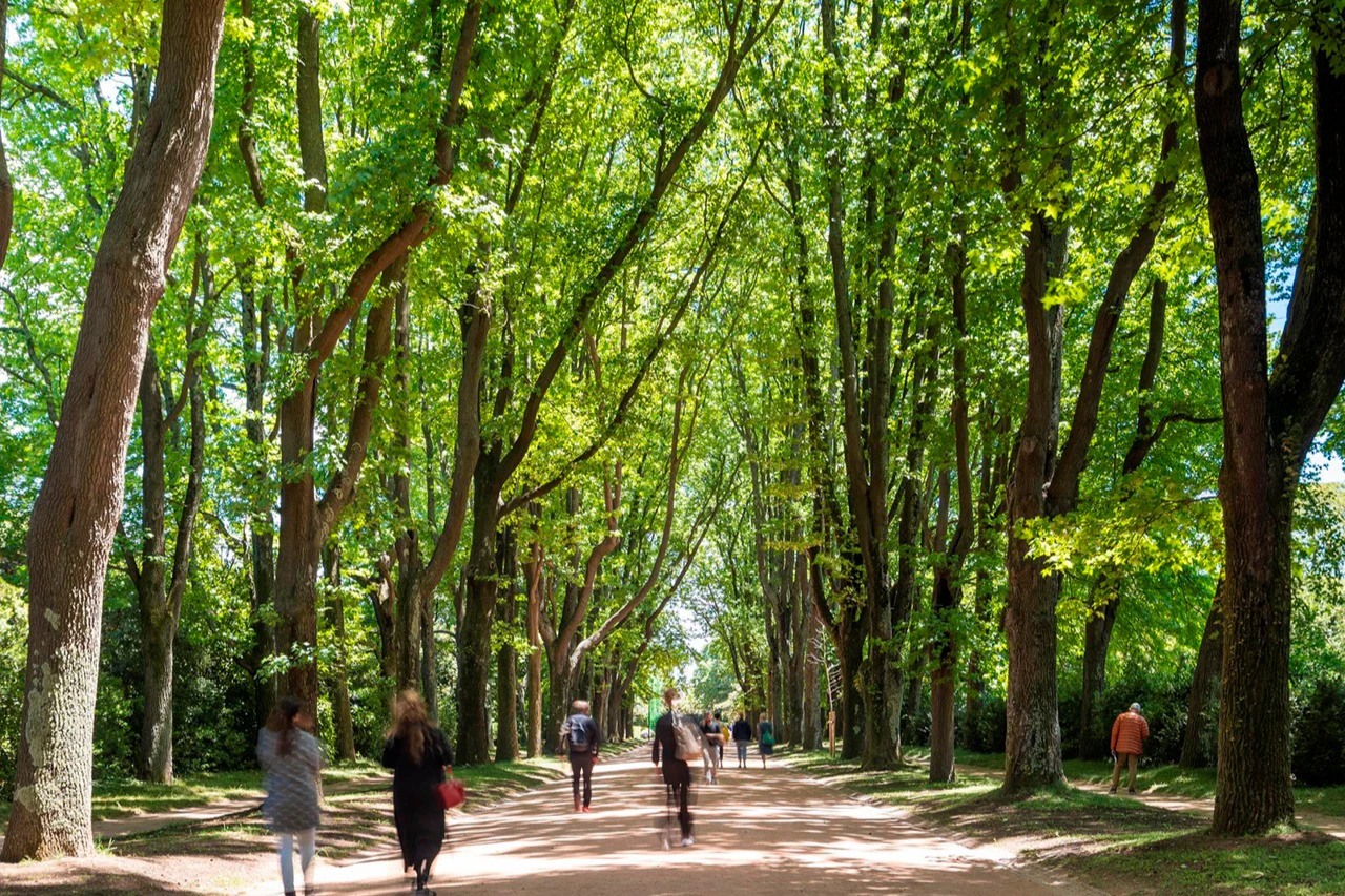 Serralves Park: Entry Ticket and Treetop Walk