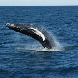 Reykjavik: Guided Whale Watching Tour in destination
