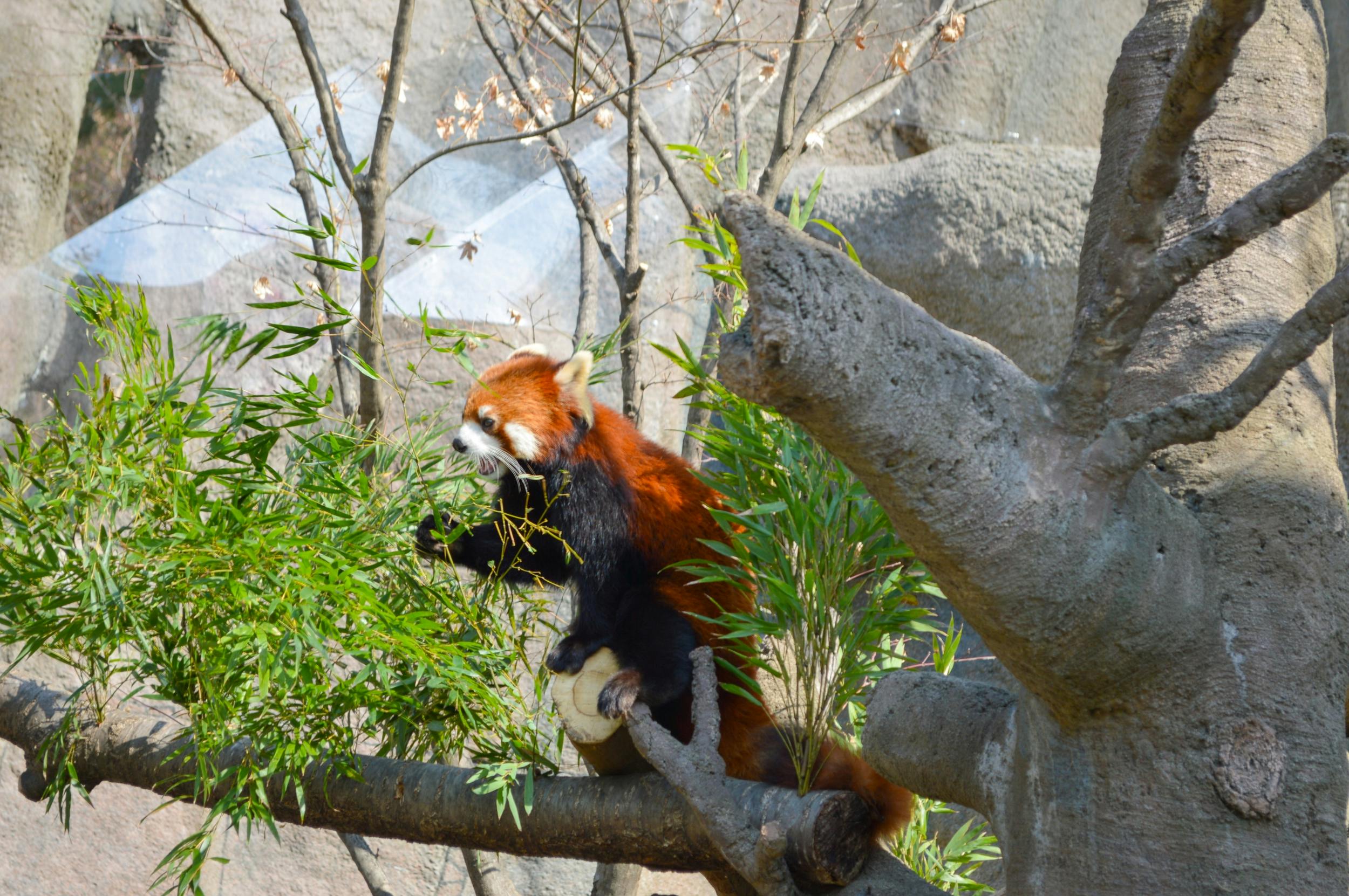 A red panda sitting on a tree branch surrounded by green leaves, chewing on bamboo shoots.