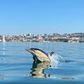 Dolfijn in de rivier de Taag