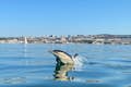 Dolphin in the Tagus River