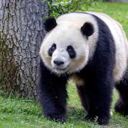 En panda med svartvit päls går på gräs bredvid ett träd i en frodig, grön miljö.