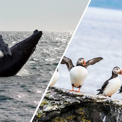Reykjavik: Whale Watching & Puffin Tour