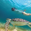 Schwimmen mit einer Schildkröte