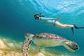 Svømning med skildpadde