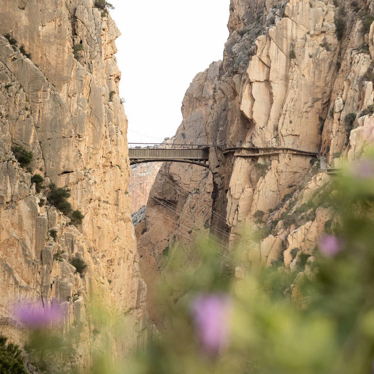 Caminito del Rey: Guided Tour in French + One-Way Shuttle Transfer