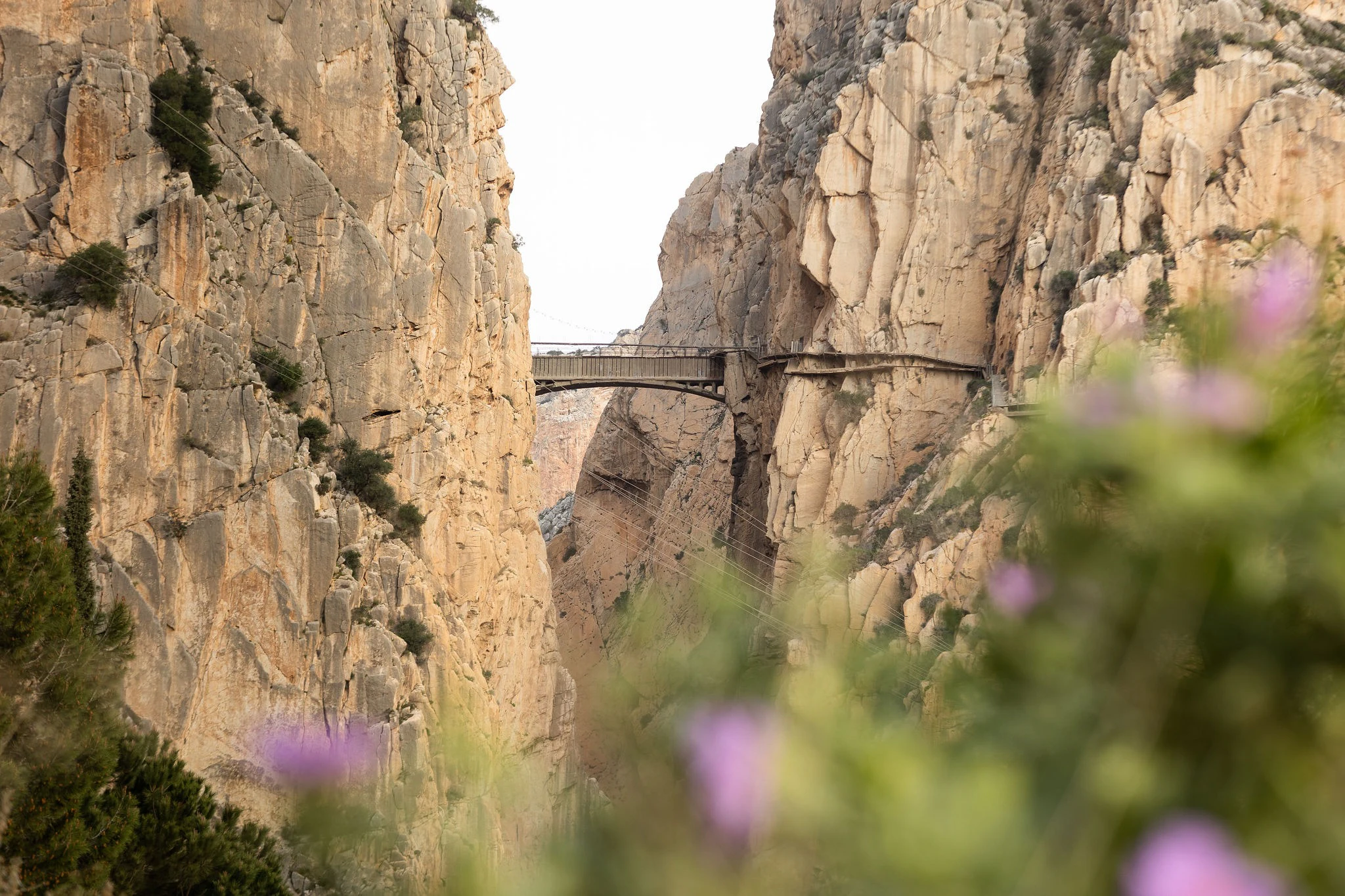 Caminito del Rey: Guided Tour in French + One-Way Shuttle Transfer