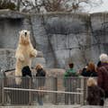 Белый медведь Копенгагенский зоопарк