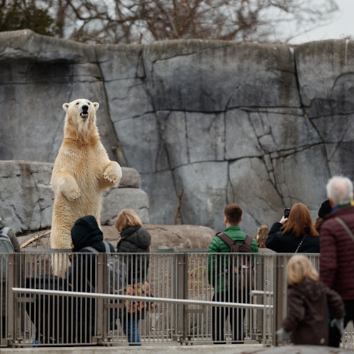 Zoo de Copenhague: Sin colas