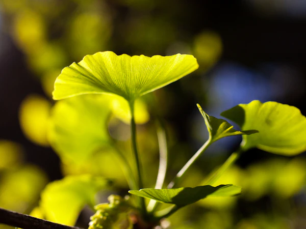 Parma Apotheek van San Filippo Neri en Botanische Tuin rondleiding