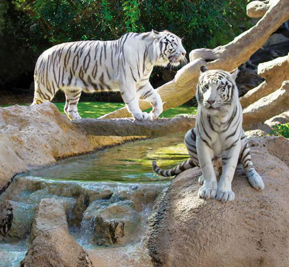 Two white tigers with black stripes are near a small waterfall, surrounded by rocks and greenery. One is walking, the other sitting.