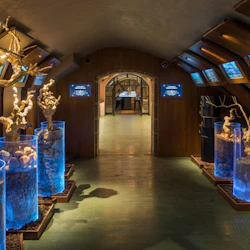 Upplyst hall med glascylindrar innehållande trädrötter och stenar, som leder till ett rum med en central utställning.