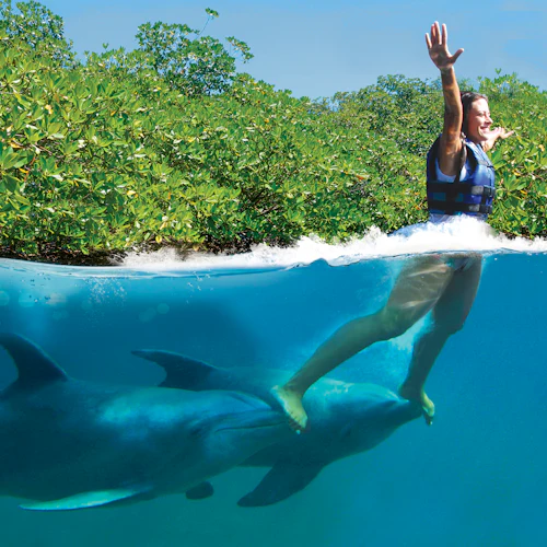 Eine Person in einer Schwimmweste steht auf zwei Delfinen im klaren blauen Wasser, mit dichtem grünen Laub im Hintergrund.