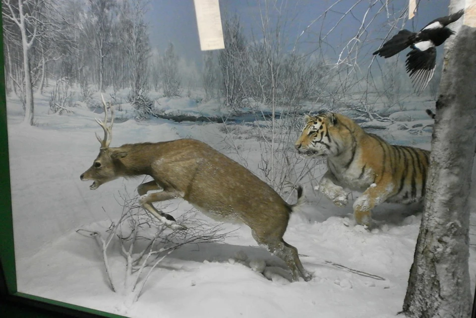 Milan Museum