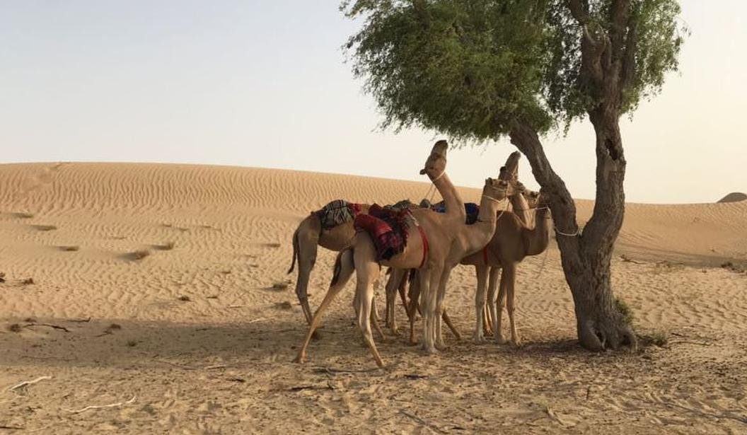 Five camels with colorful blankets, standing in a desert near a tree, with sand dunes in the background.