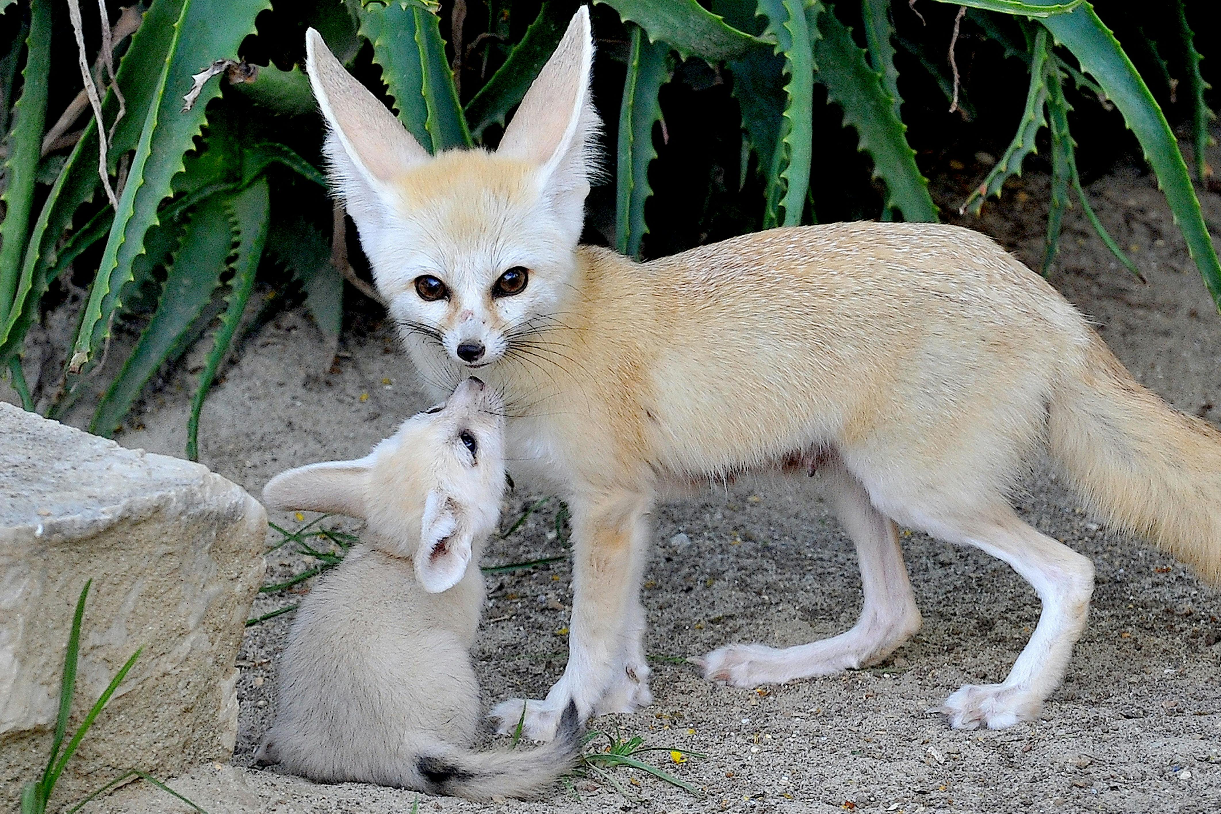 성체 페넥 여우와 새끼는 푸른 식물을 배경으로 모래사장에서 다정하게 상호 작용합니다.