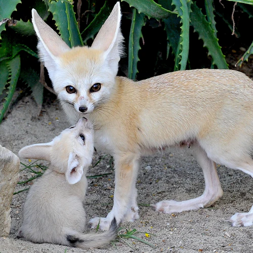 Bioparco di Roma: Open Ticket - Photo 6