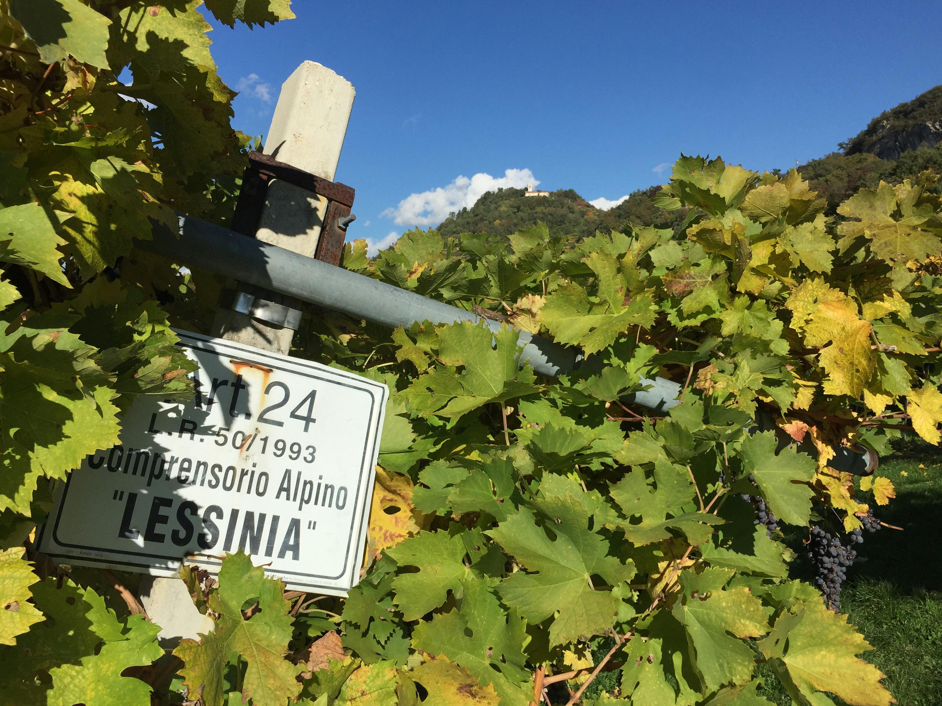 Metal sign partially obscured by green and yellow grapevine leaves, with a hill and blue sky in the background.