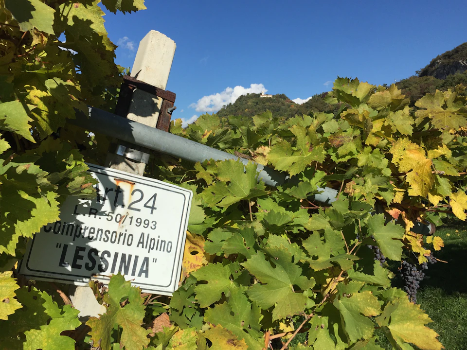 Metal sign partially obscured by green and yellow grapevine leaves, with a hill and blue sky in the background.