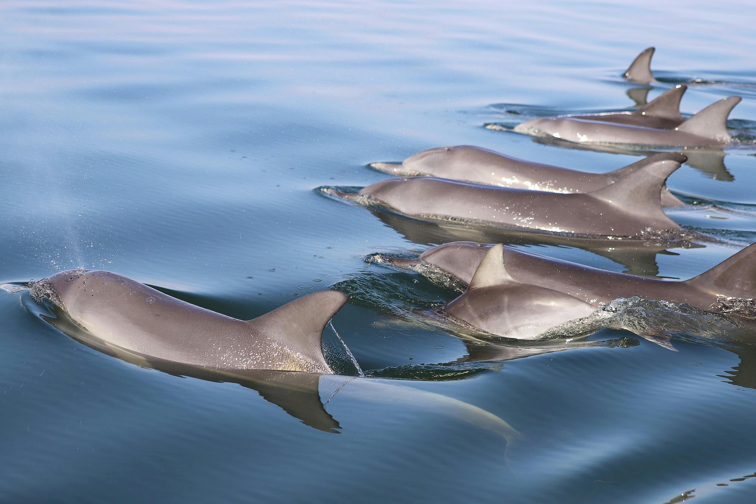 Pod of Dolphins