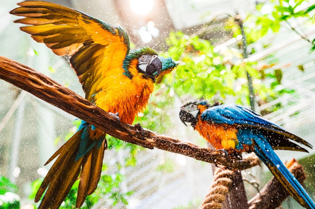 열대우림에서 마코를 만나보세요.