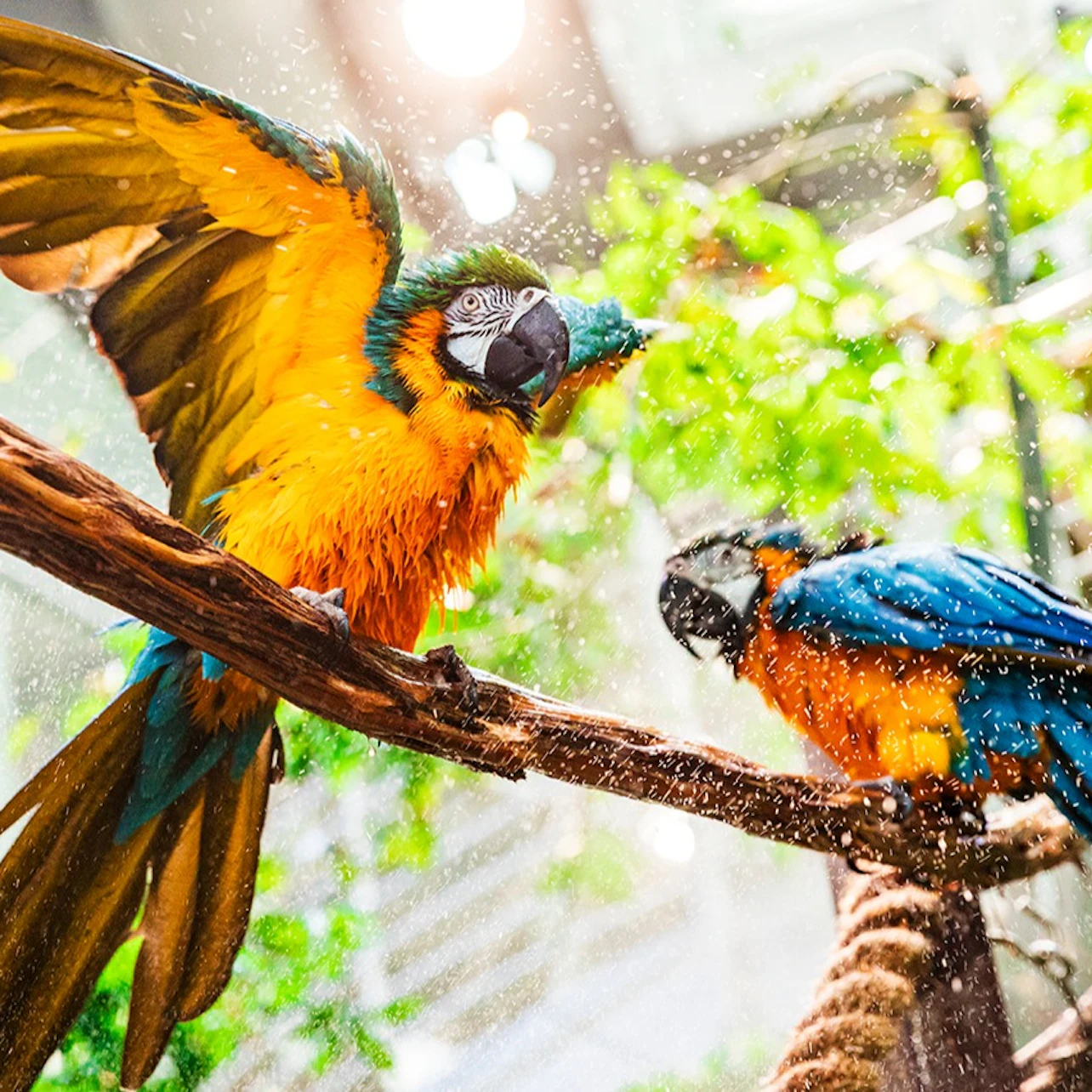 California Academy of Sciences: Entry Ticket in San Francisco β Tiqets