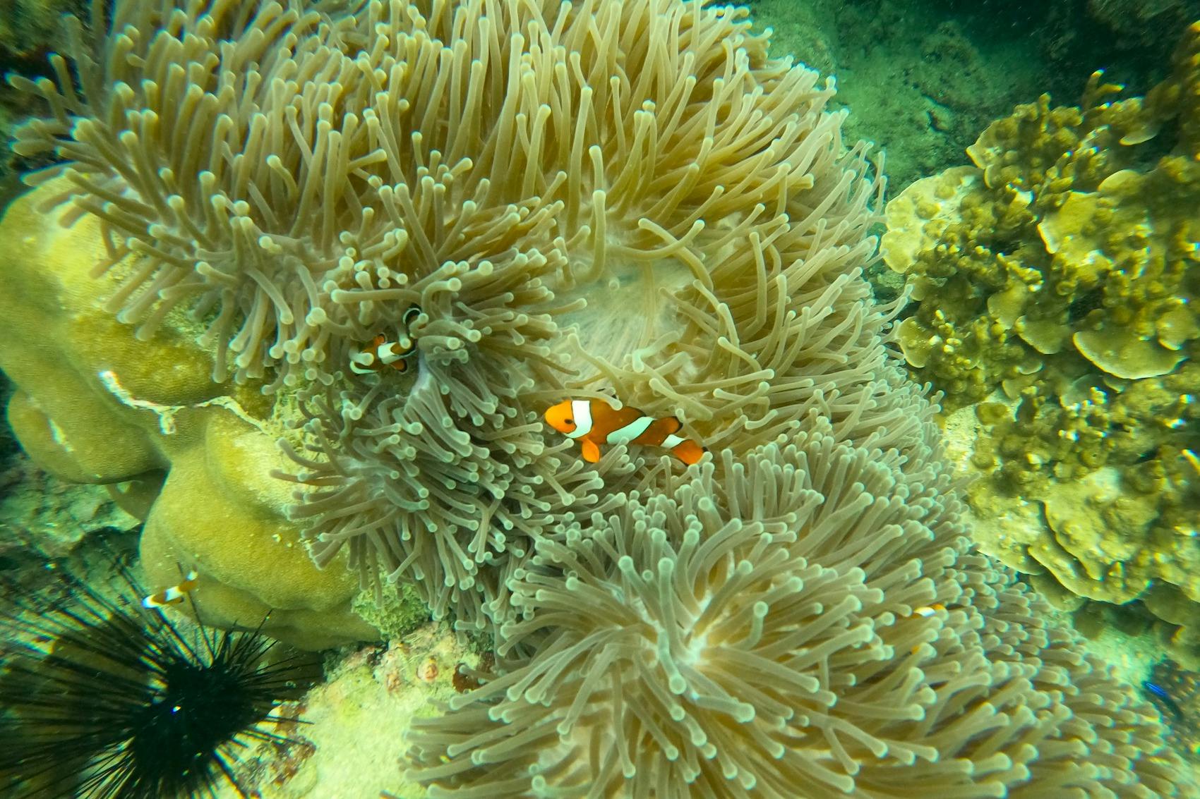 다채로운 물고기와 산호초가 있는 수중 파라다이스에서 스노클링을 즐기세요.