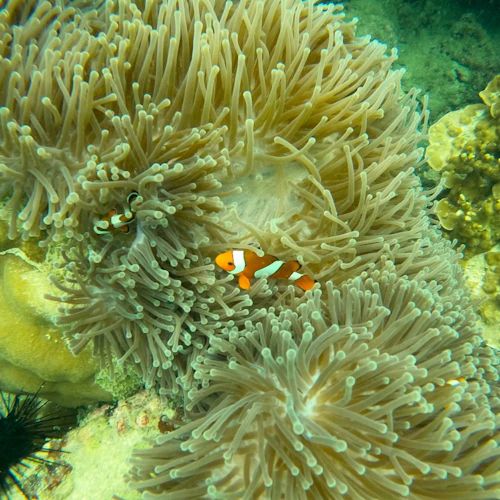 Islas Phi Phi: Excursión matinal en lancha rápida + snorkel - Photo 6