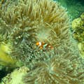 Faites de la plongée avec masque et tuba et découvrez un paradis sous-marin peuplé de poissons et de coraux colorés.