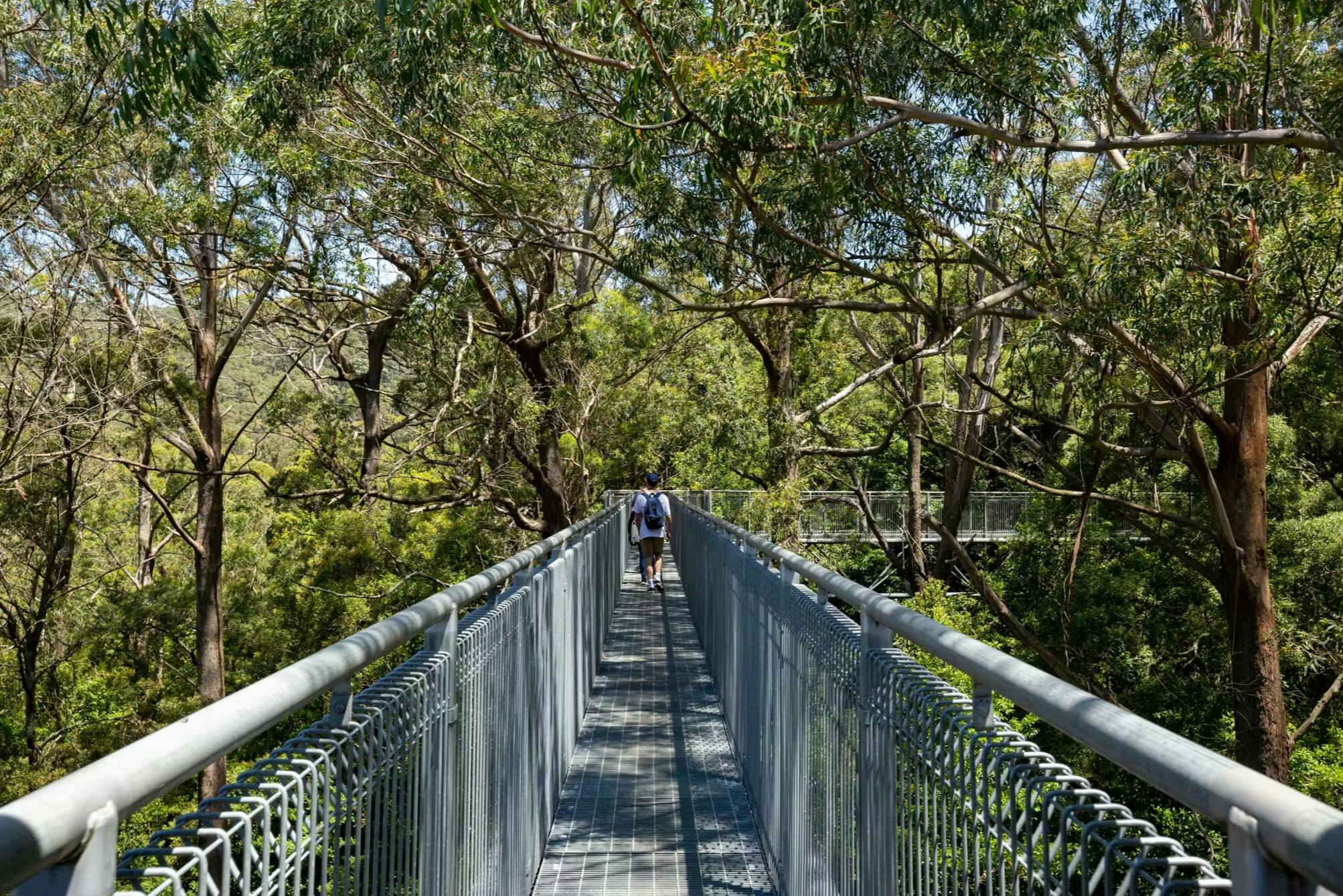 Illawarra Fly Treetop Adventures: Treetop Walk in Knights Hill – Tiqets