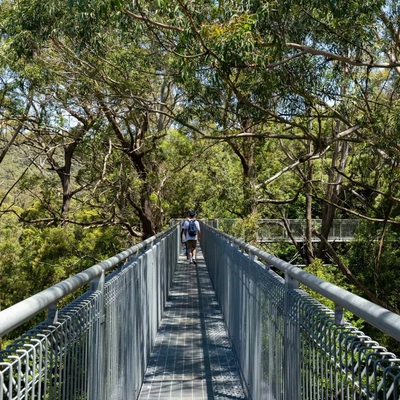 Illawarra Fly Treetop Adventures: Treetop Walk in Knights Hill β Tiqets