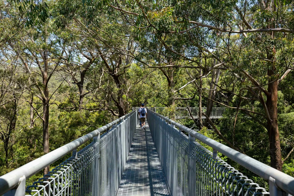 A person walks along a metal bridge surrounded by tall trees in a forest setting under a clear sky.