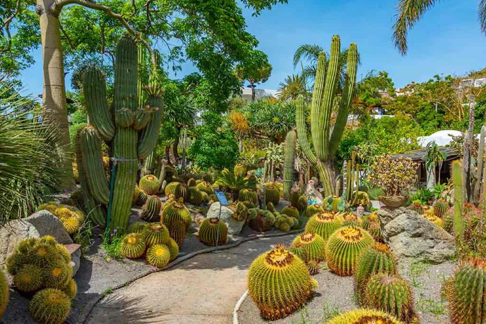 Forio gardens