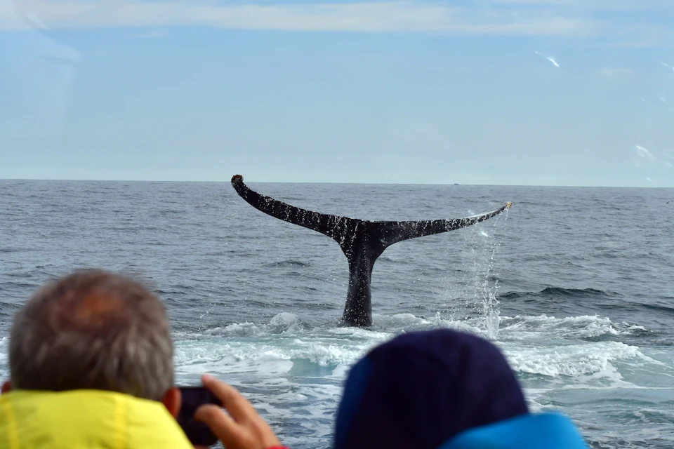 A whale's tail is visible above the water's surface in the ocean, with people in the foreground observing and taking photos.