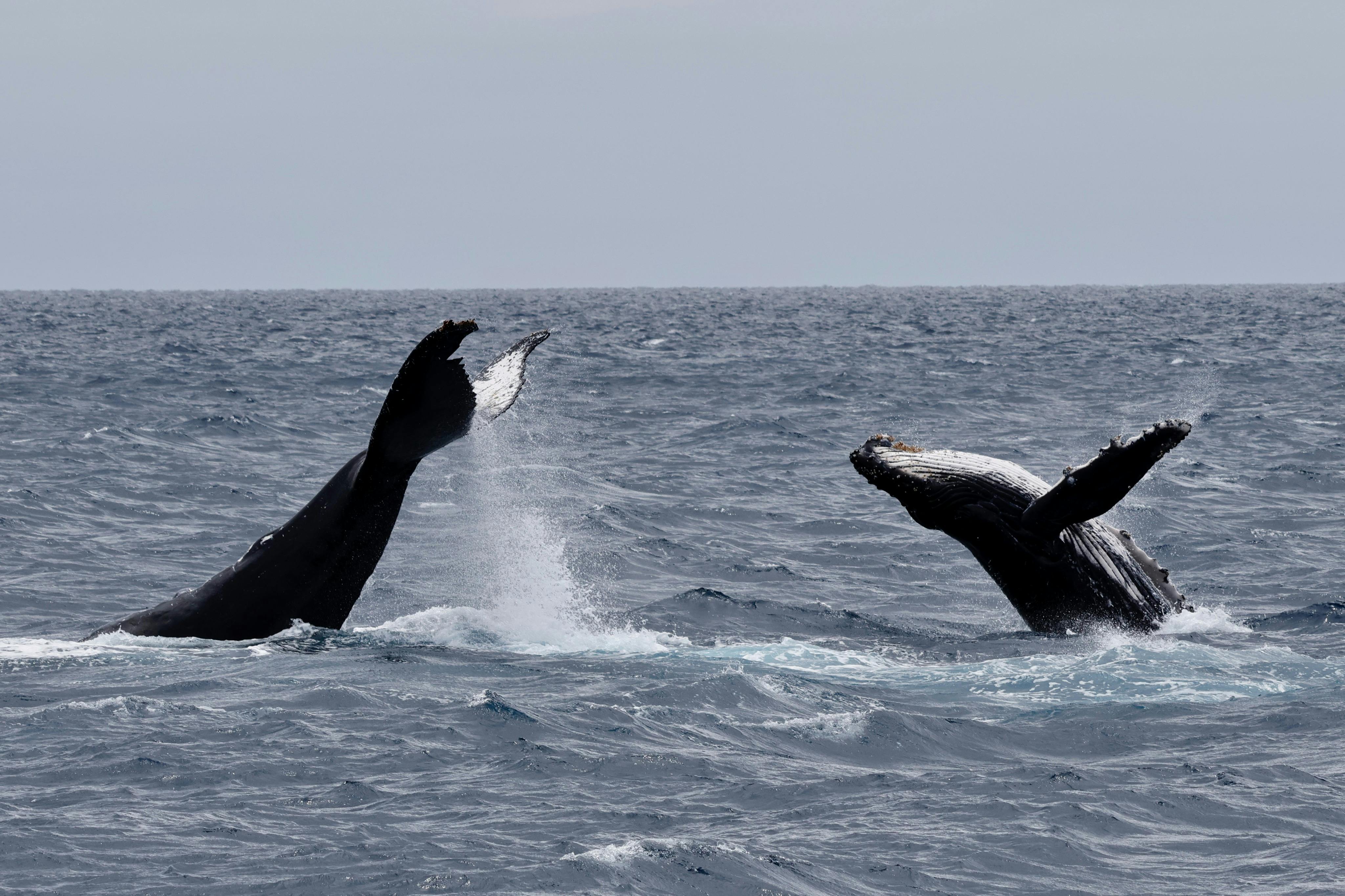 Humpback Whales Breaching & Diving
