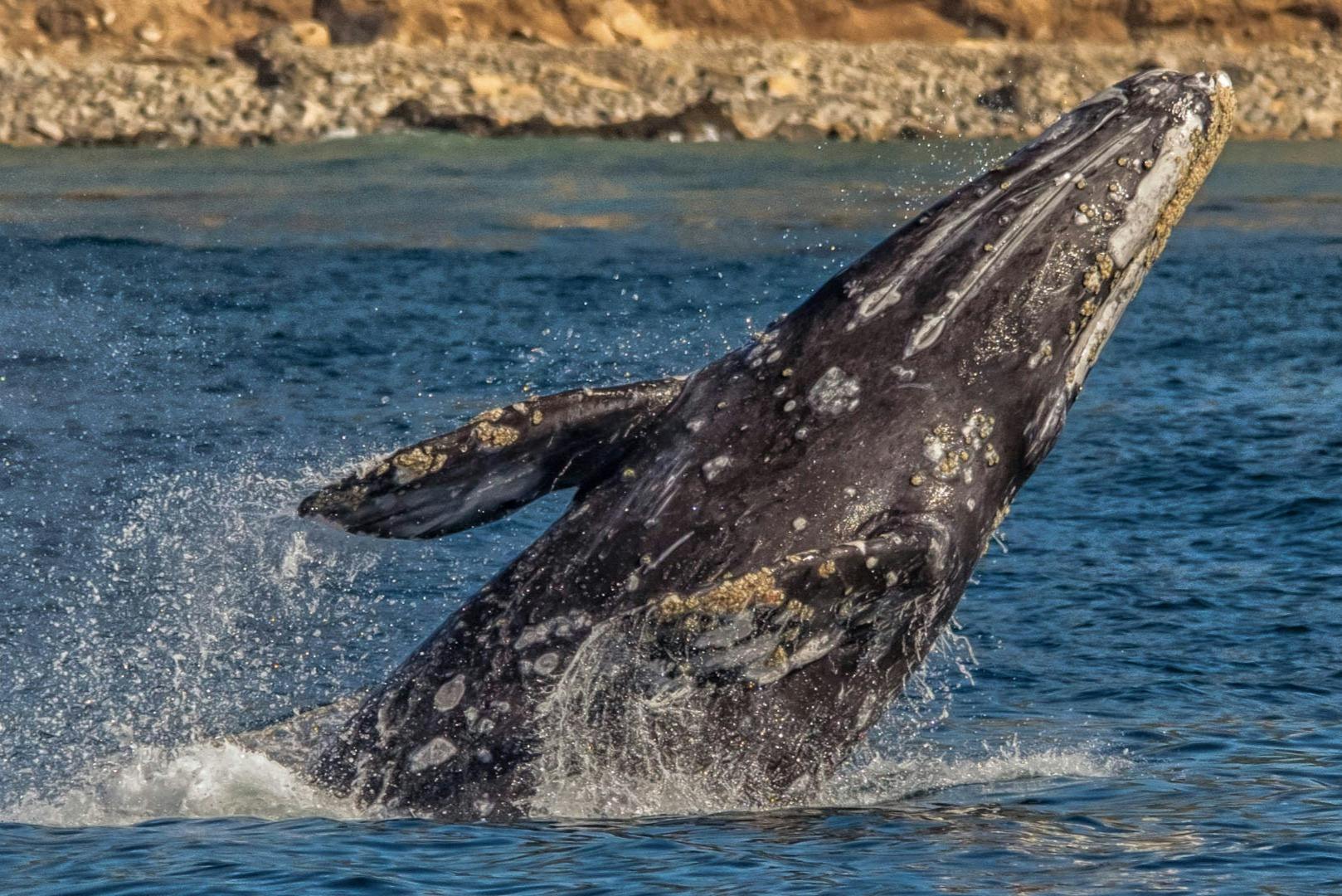 Long Beach Whale Watching & Dolphin